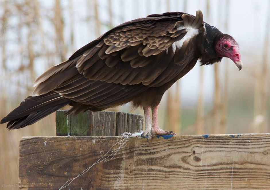 Turkey Vulture ensnared in monofilament