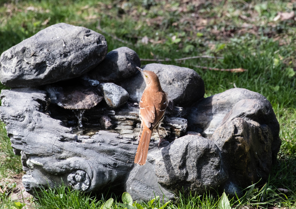 Brown Thrasher in birdbath