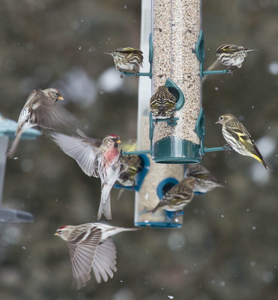 Redpolls and siskins