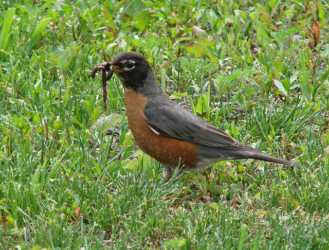 Robin with worm