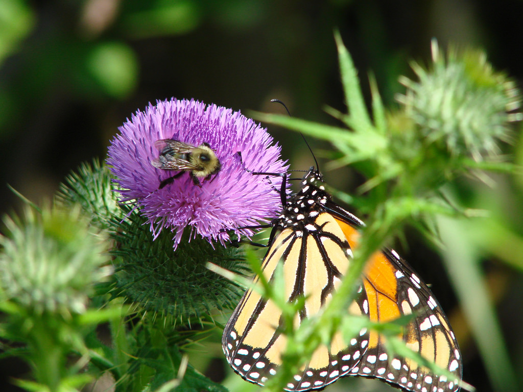 Thistle with bee and monarch butterfly