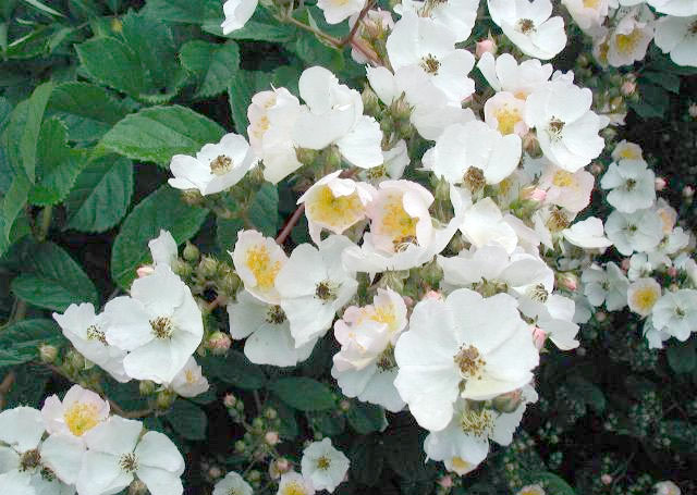 Multiflora rose