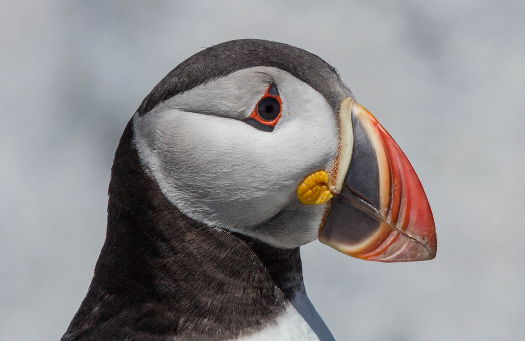 Atlantic Puffin