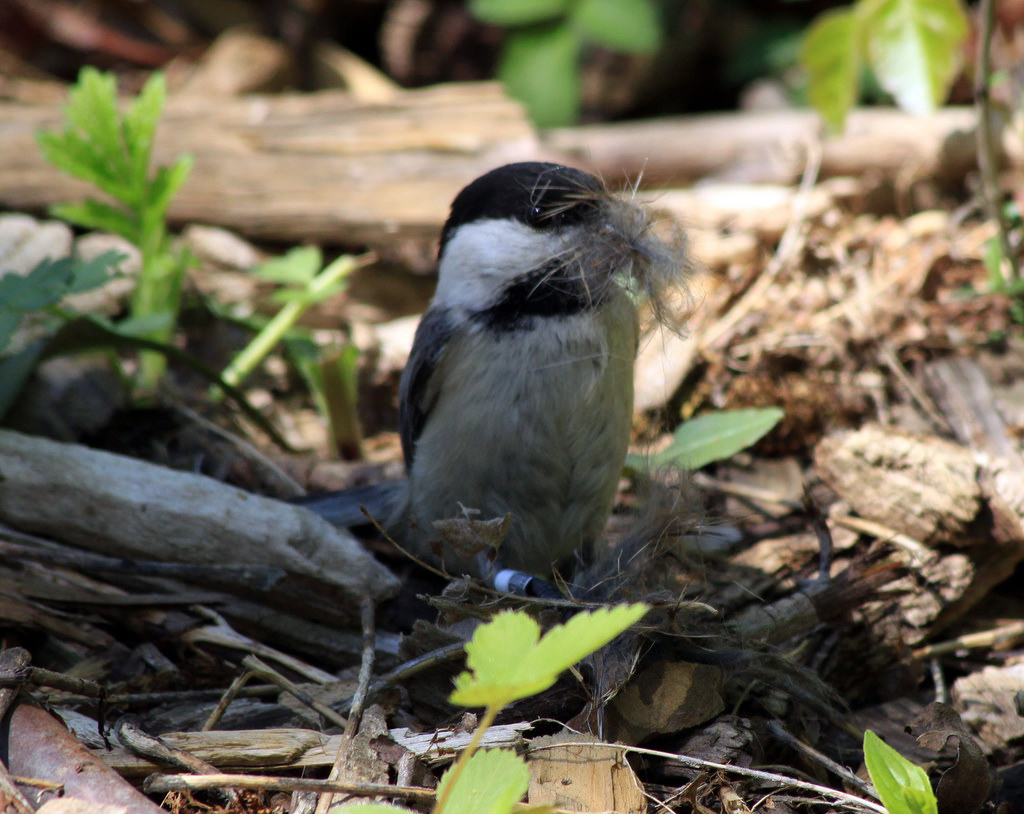 Chickadee with rabbit fur