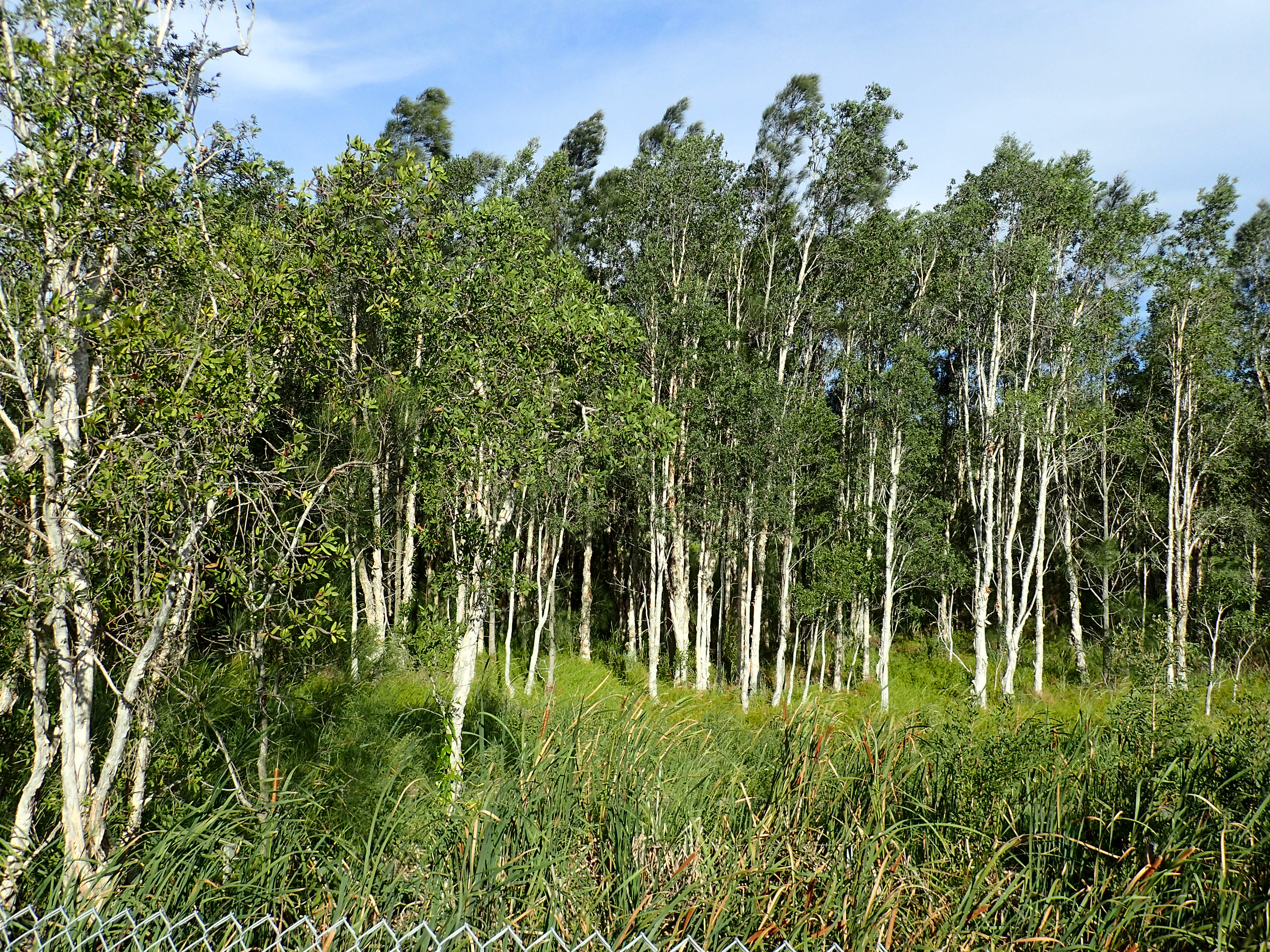 Melaleuca forest