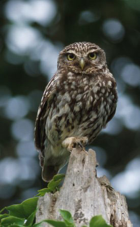 Little Owl