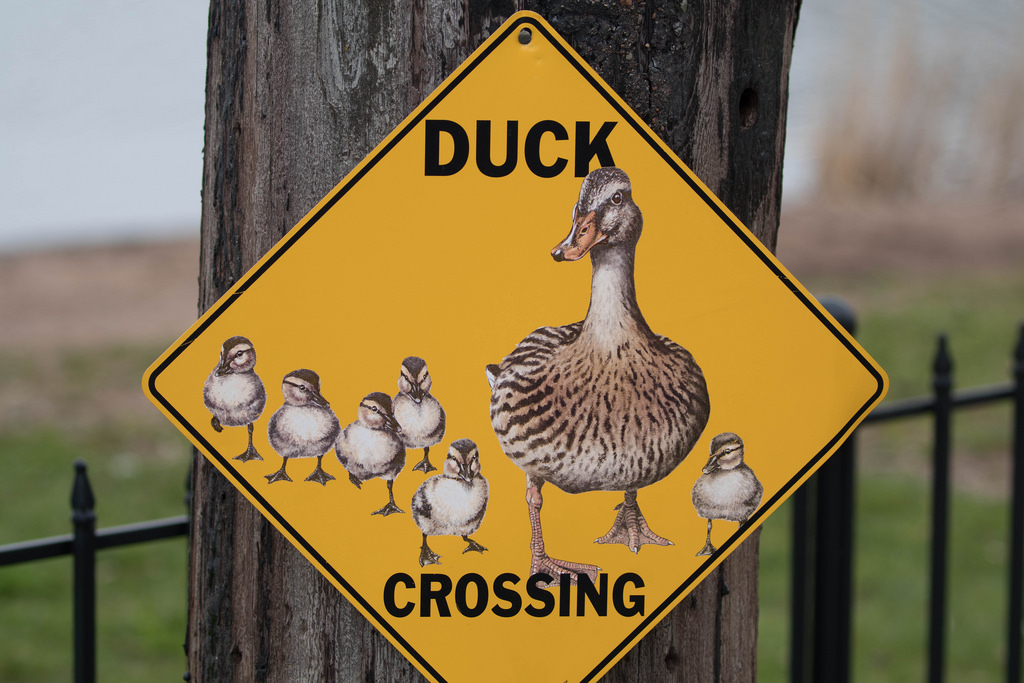 Duck Crossing Sign