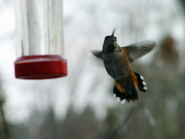 Viola the Rufous Hummingbird