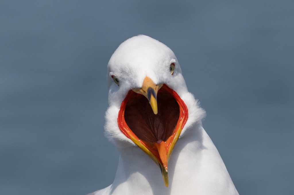 Ring-billed Gull