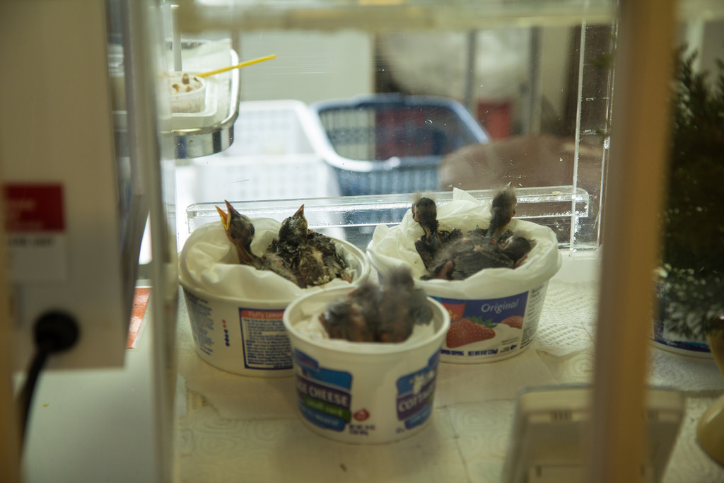 Baby birds at the Tri-State Bird Rescue and Research Center