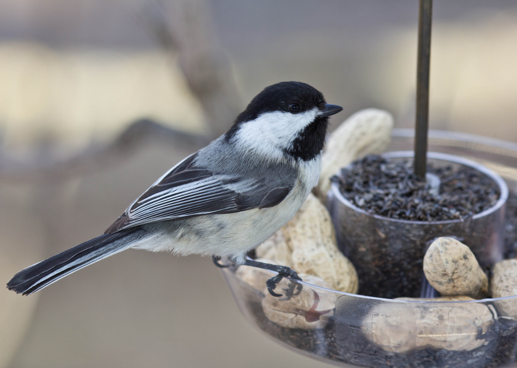 Chickadee at feeder