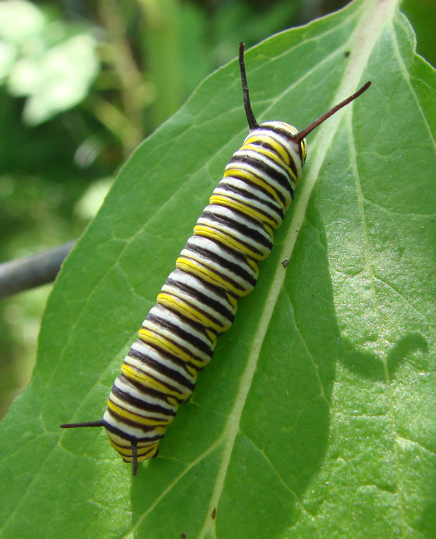 Monarch caterpillar