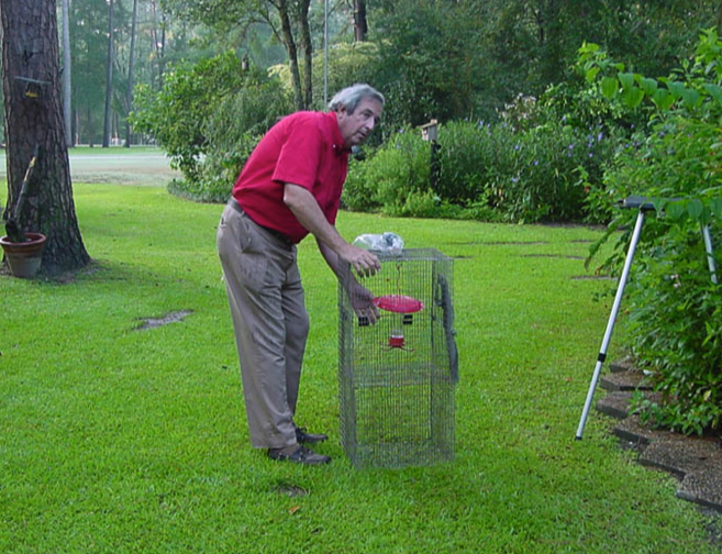 Cage trap for banding hummingbirds