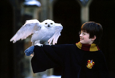 Harry and Hedwig