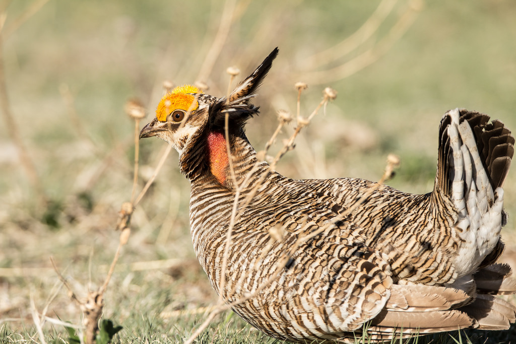 Lesser Prairie-Chicken