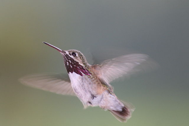 Calliope Hummingbird