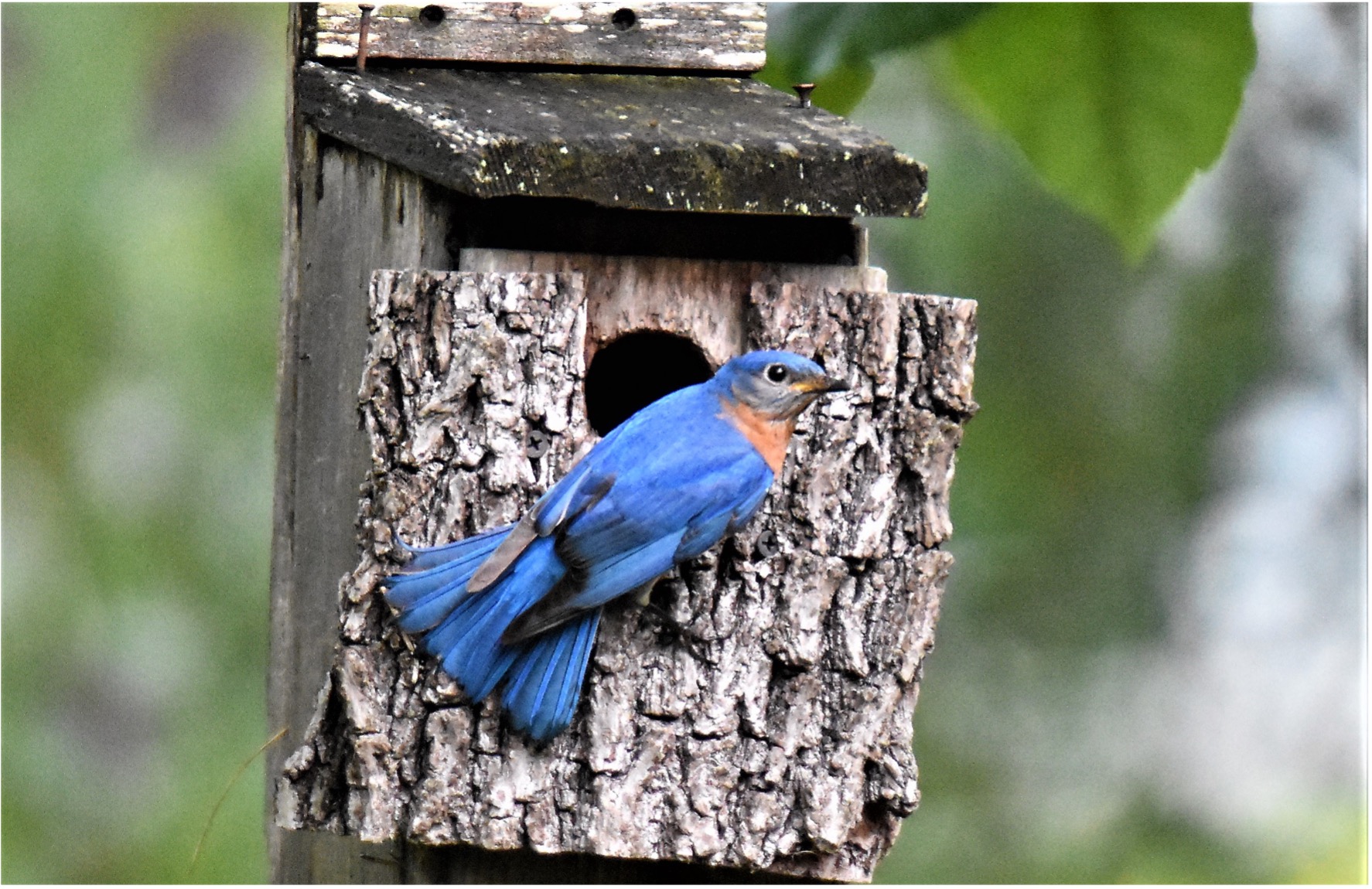 Male Eastern Bluebird on nest box with bark, photo by Jerry Wayne Davis