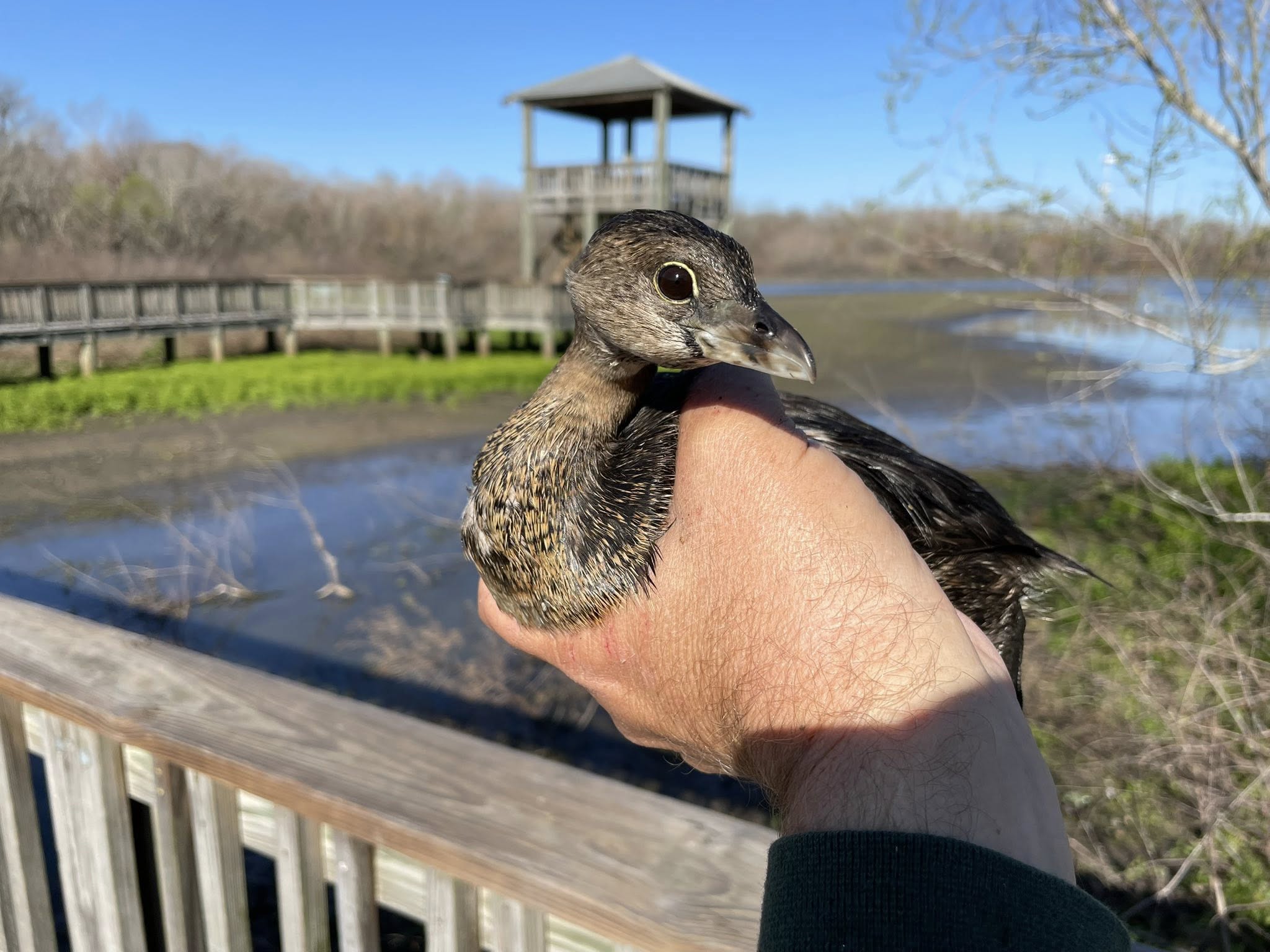 Pied-billed Grebe in the hand