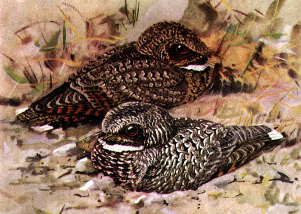 Common Poorwill