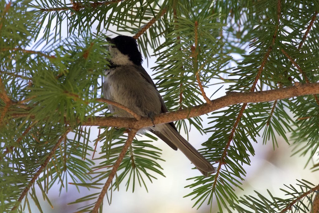 Mexican Chickadee