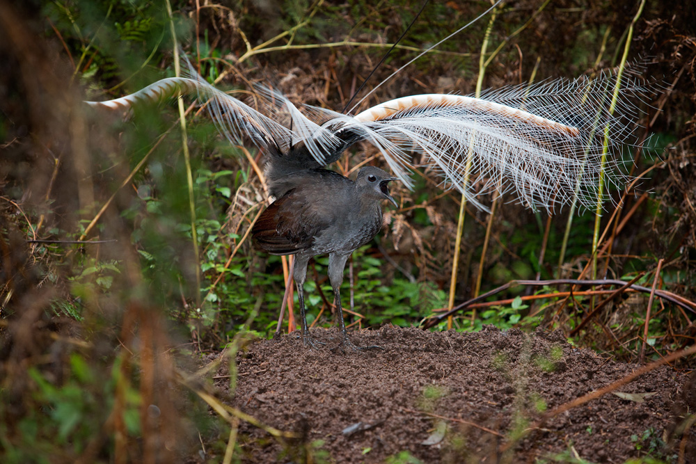 Superb Lyrebird