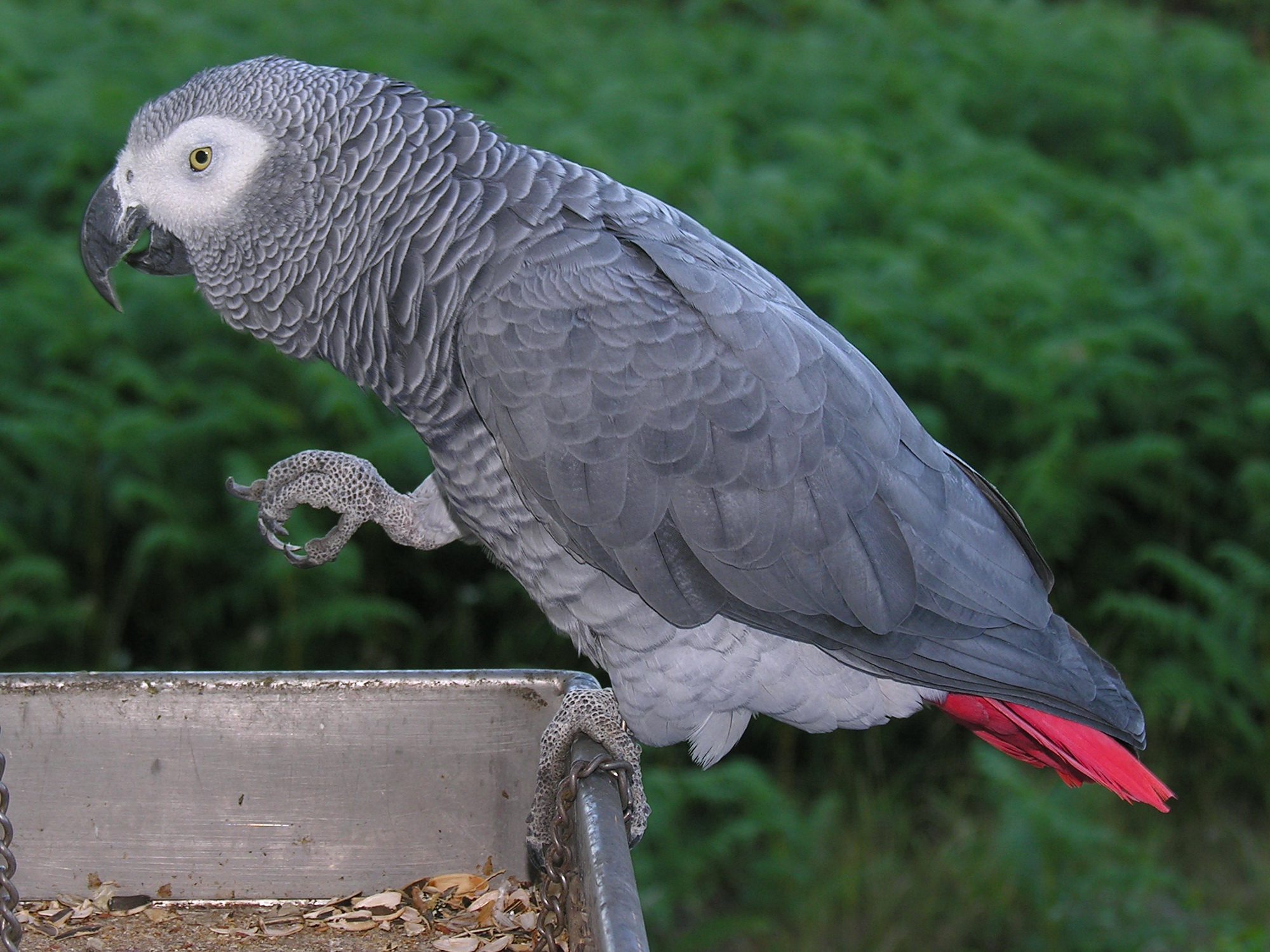 Gray Parrot